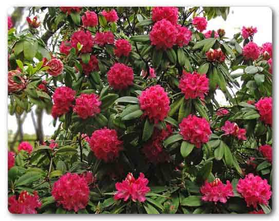  Uttarakhand State flower, Burans, Rhododendron arboreum
